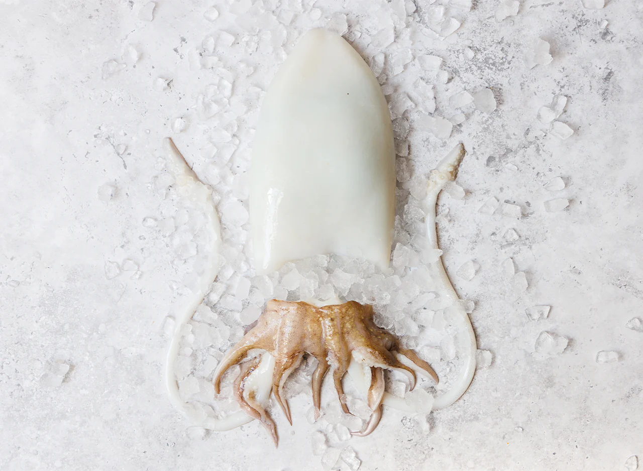 Cleaned Cuttlefish - Image 3