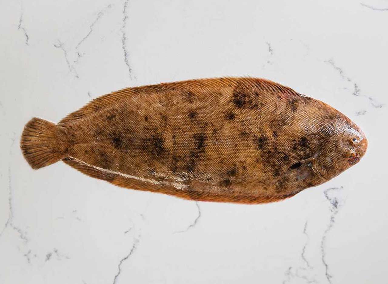 Dover Sole Whole - Image 3