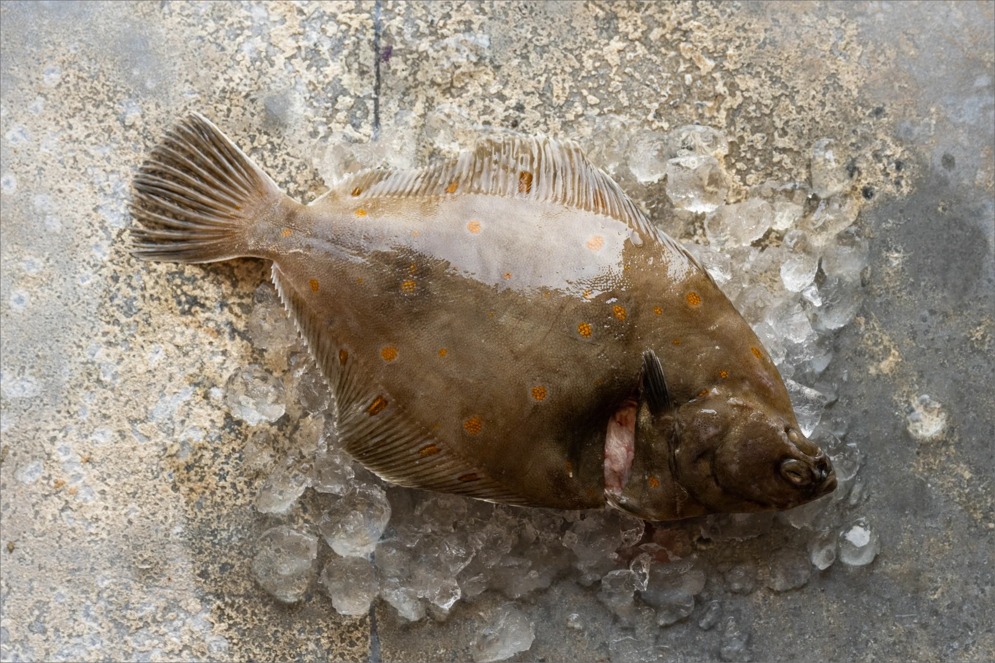 Frozen Seafood Box - Image 5
