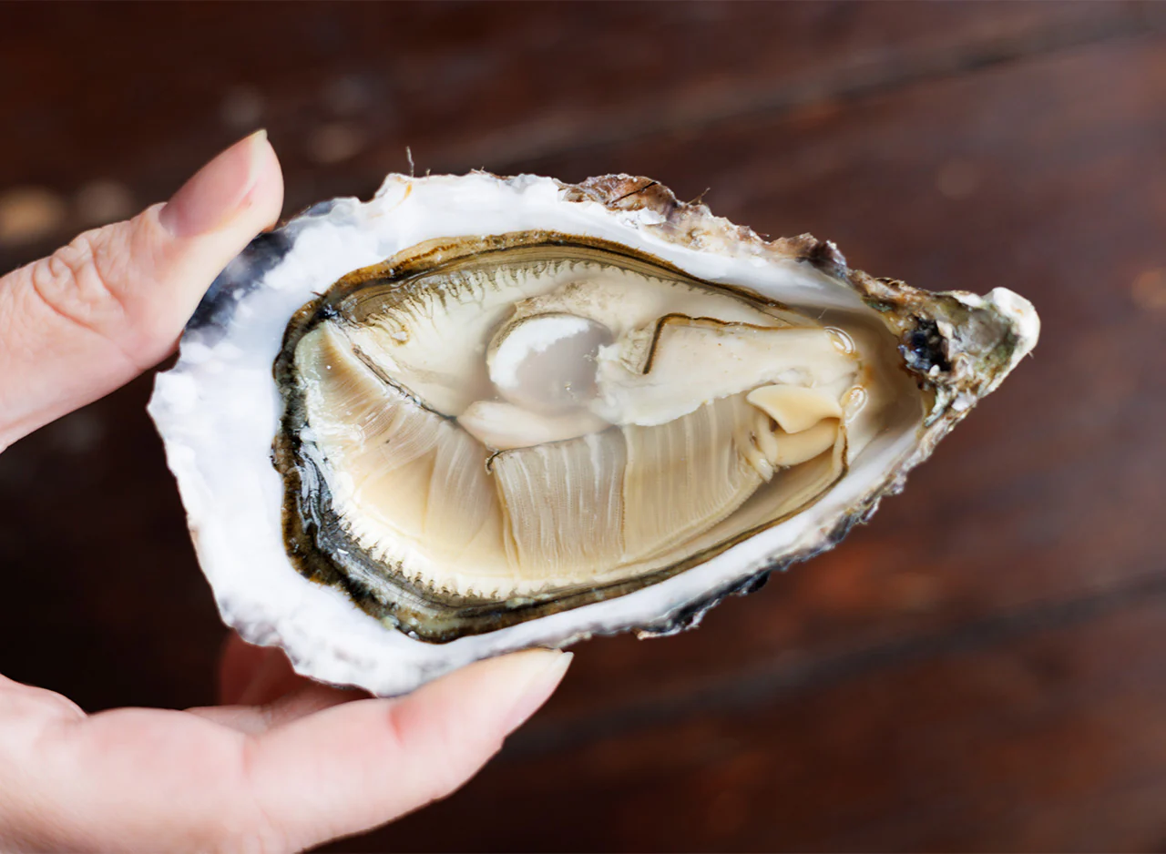 Louët-Feisser Oysters x 12 - Image 4