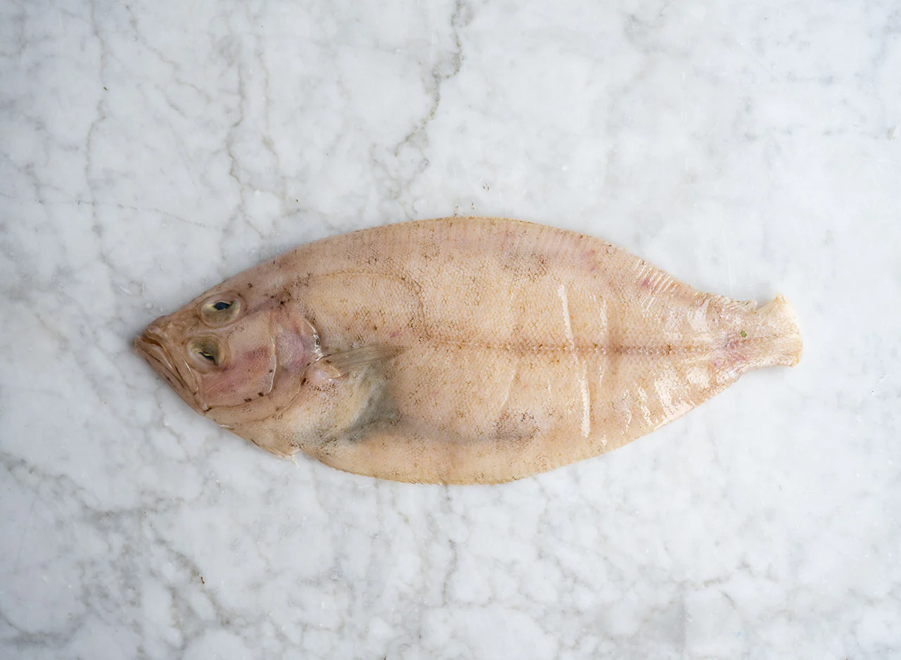 Whole Megrim Sole - Image 4