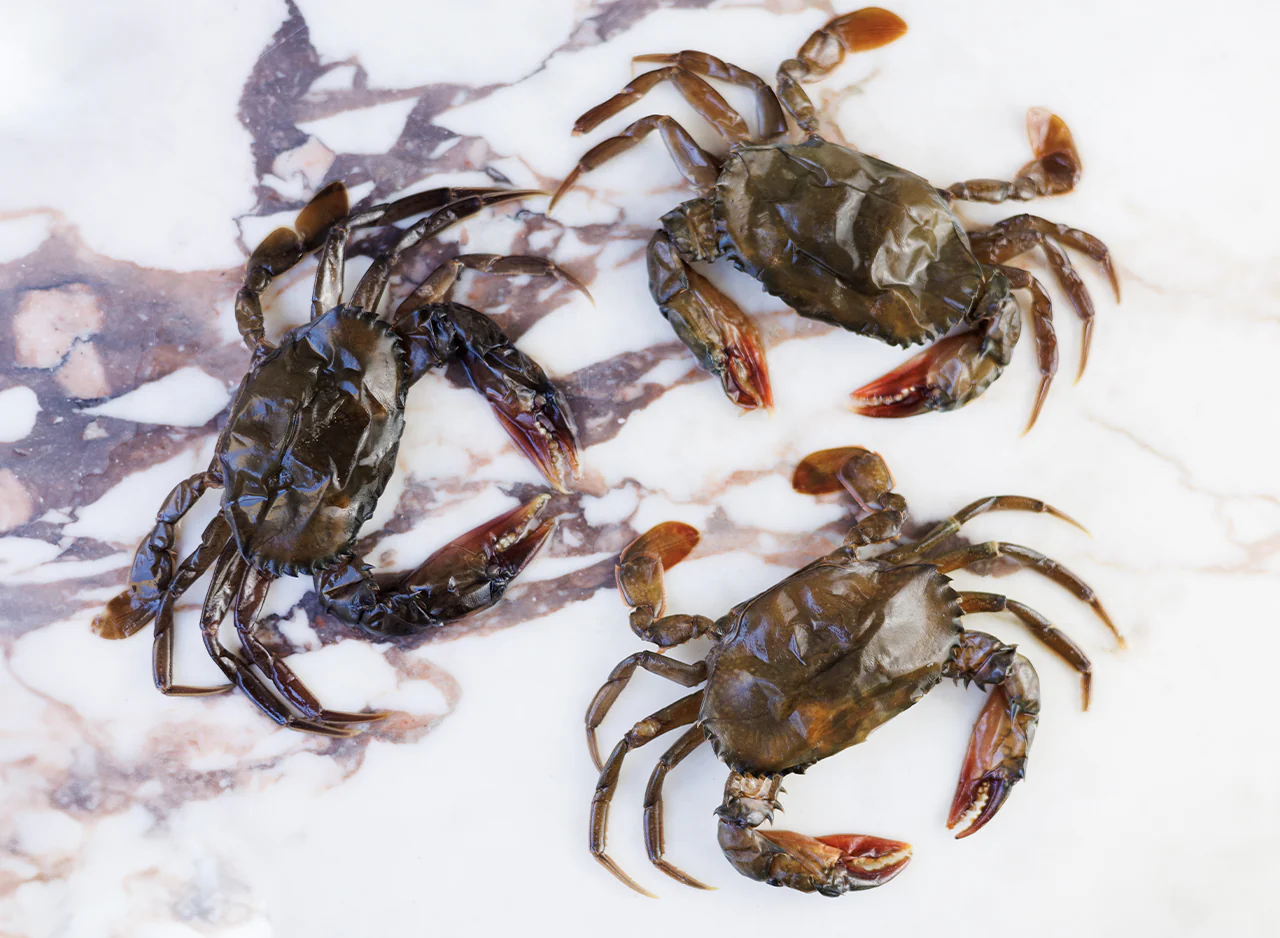Soft Shell Crabs - Image 2