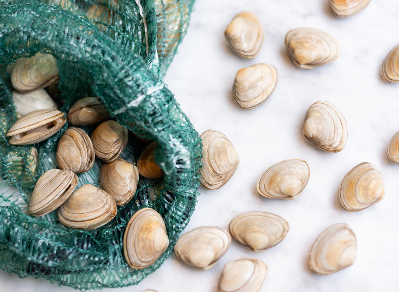 Fresh Live Surf Clams 900g to 1kg - Image 3