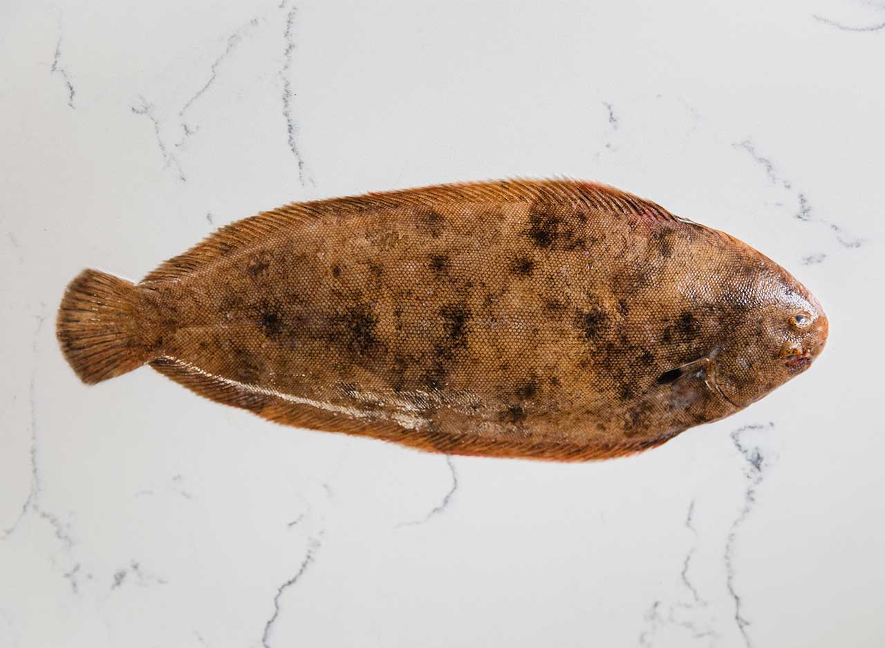Whole Large Dover Sole x 1 (Frozen) - Image 3