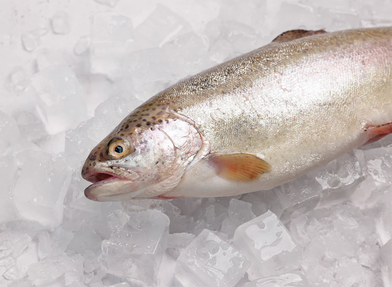 Whole Rainbow Trout - Image 2