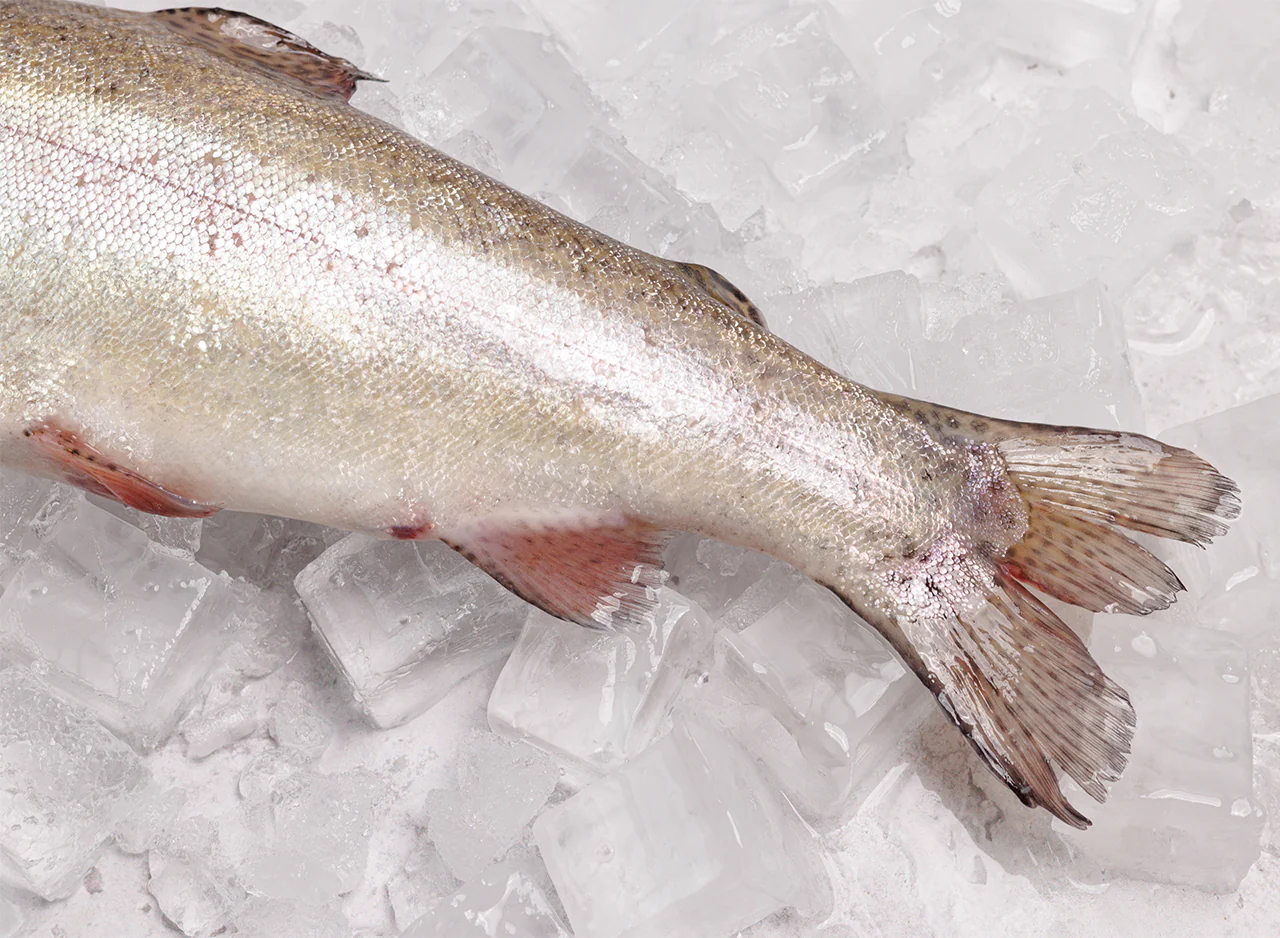 Whole Rainbow Trout - Image 3