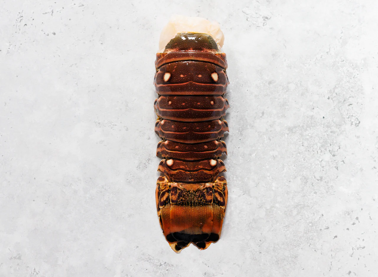 Wild Caribbean Rock Lobster Tail